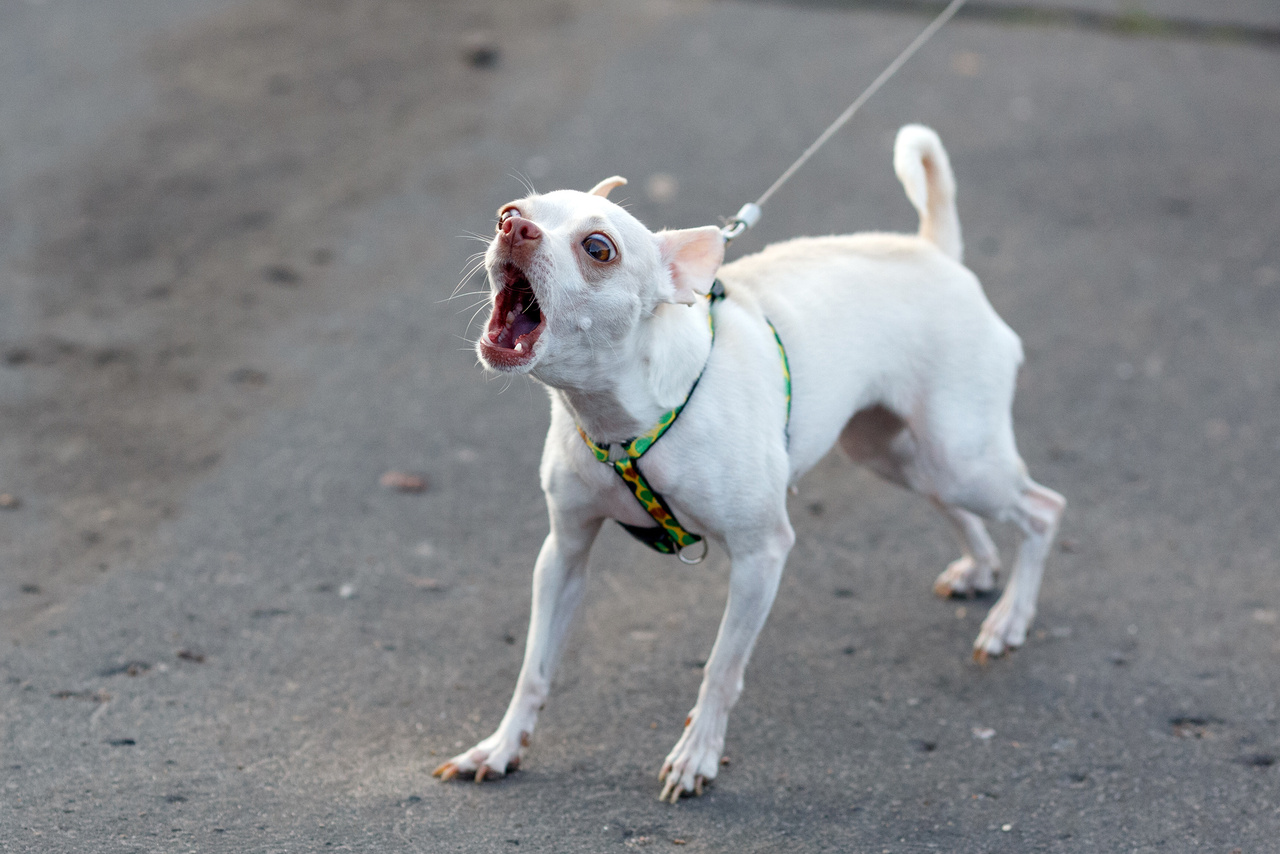 Little white barking dog on the leash.