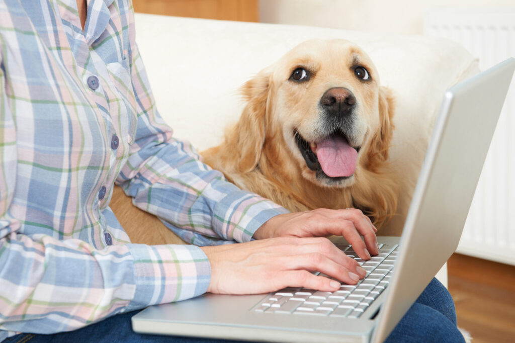 Dog Sitting Next To Owner Using Laptop