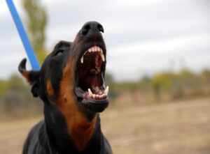 San Diego Dog Bite Injury