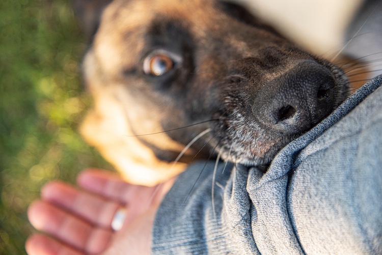 Bitten by a Dog in Coronado